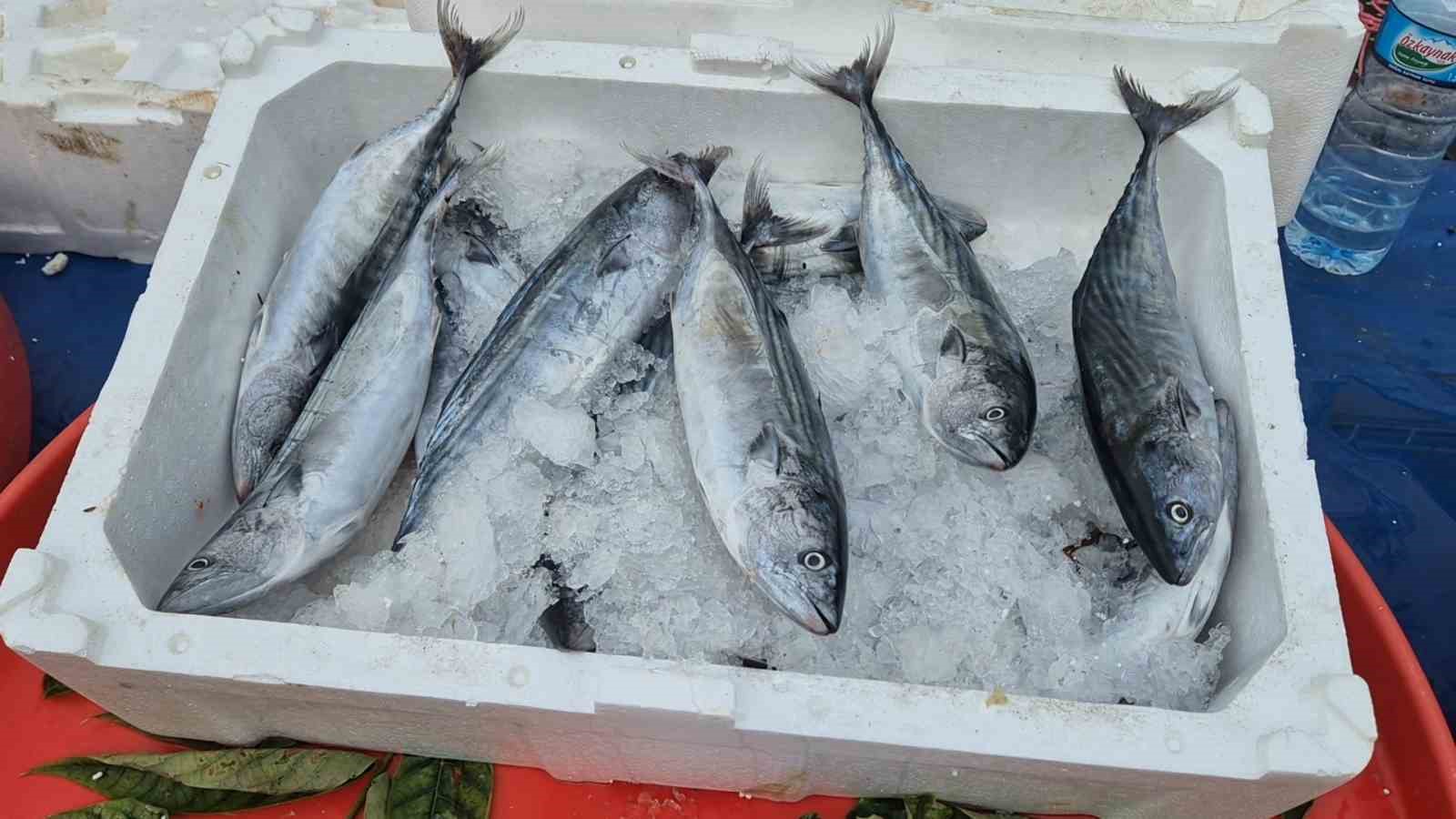 Fırtınaya rağmen tezgâhların gözdesi: Palamudun tanesi 75 liraya kadar indi