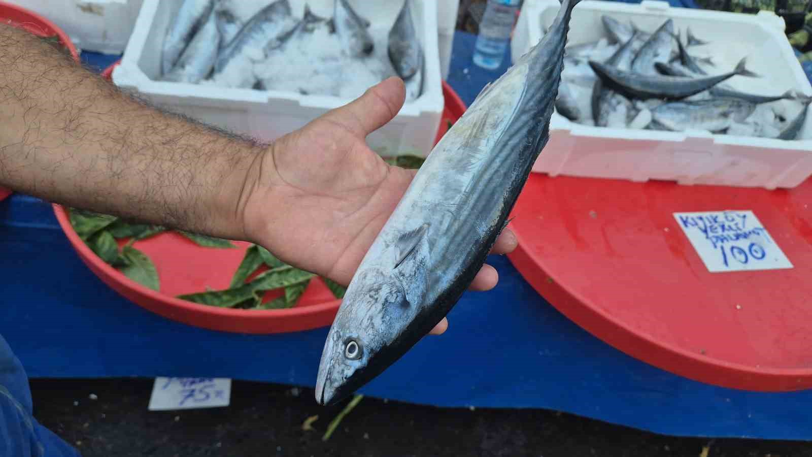 Fırtınaya rağmen tezgâhların gözdesi: Palamudun tanesi 75 liraya kadar indi