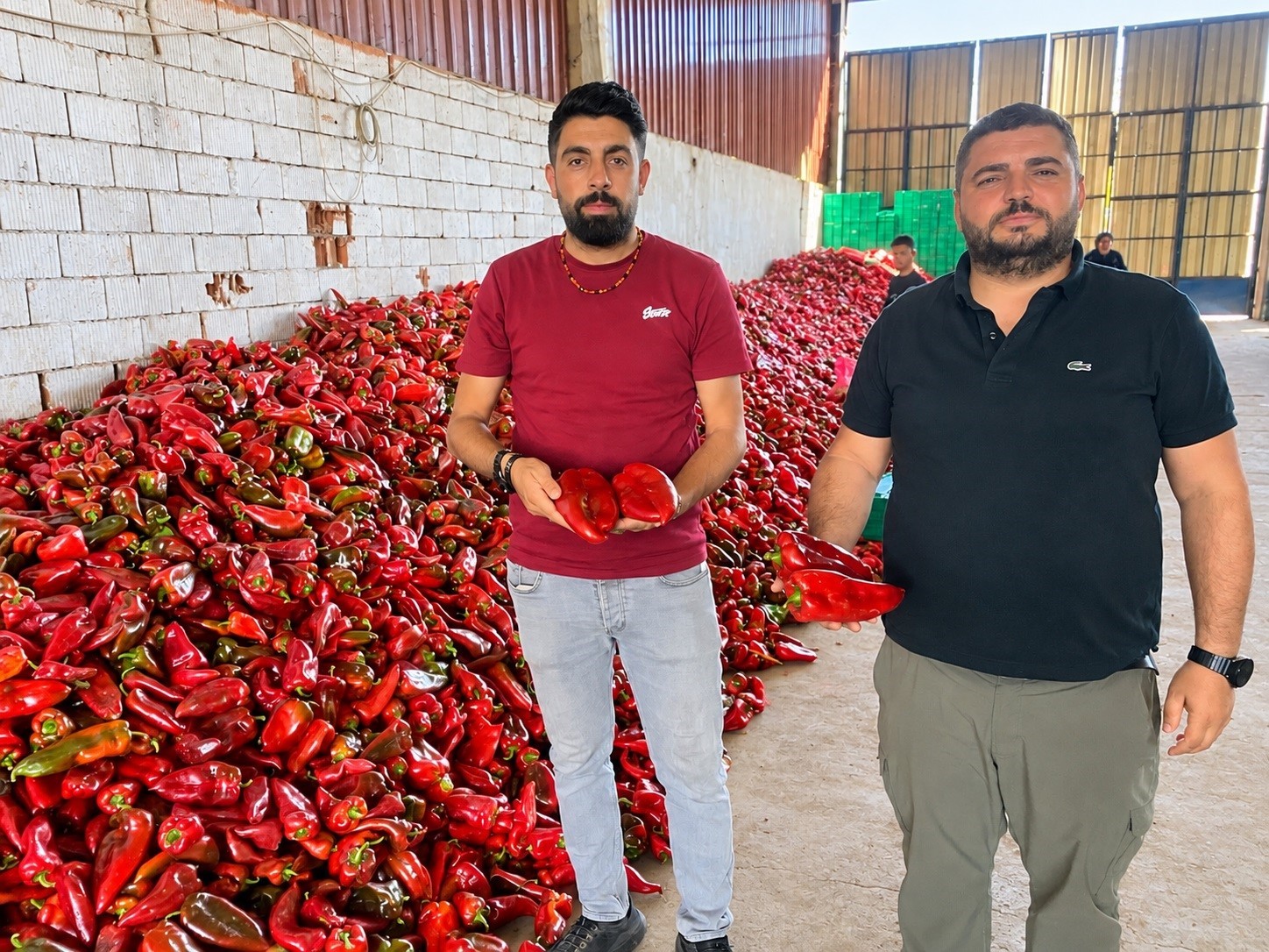 Kapya biber de bolluk fiyatları düşürdü
