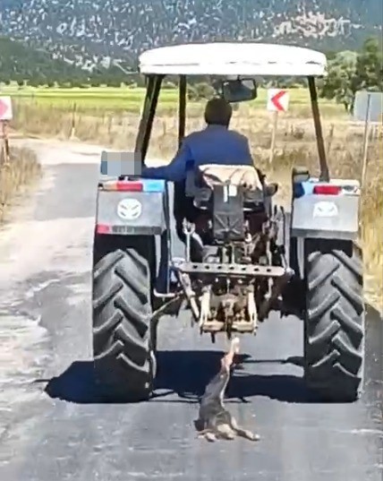 Köpeğe işkence eden şahıs hakkında işlem başlatıldı