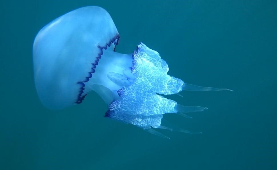 Çanakkale Boğazı’nda mavi denizanası istilası