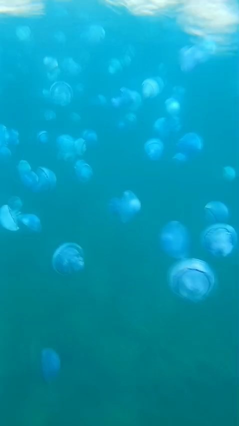 Çanakkale Boğazı’nda mavi denizanası istilası