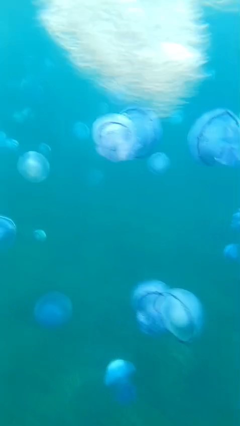 Çanakkale Boğazı’nda mavi denizanası istilası