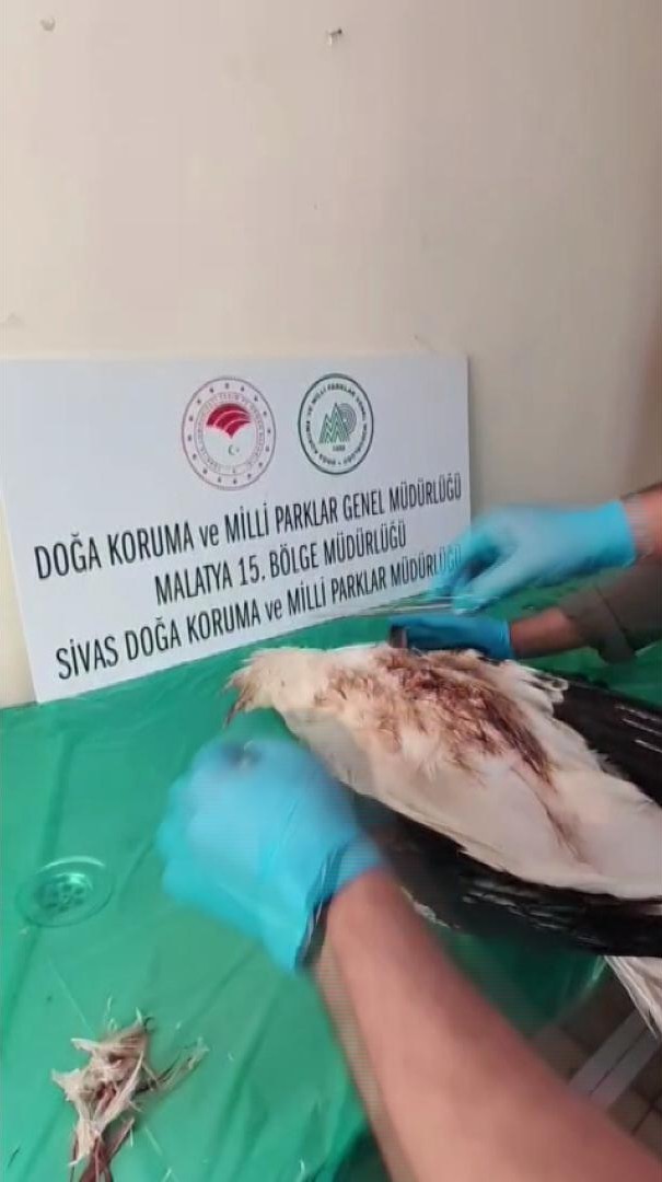 Yaralı leylek tedavisinin ardından doğaya bırakıldı