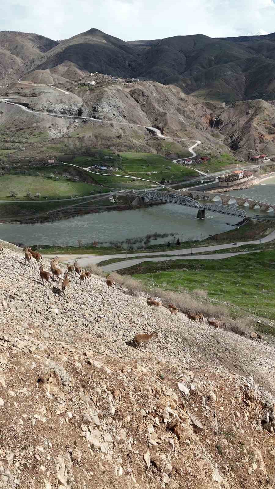 Palu Kalesi’nin eteklerinde dağ keçileri dronla görüntülendi
