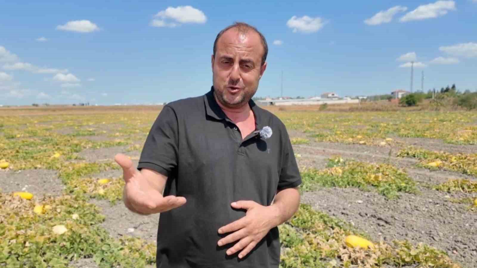Bekledikçe güzelleşiyor, asıldıkça lezzetleniyor: Çorlu Seymen Kavunu