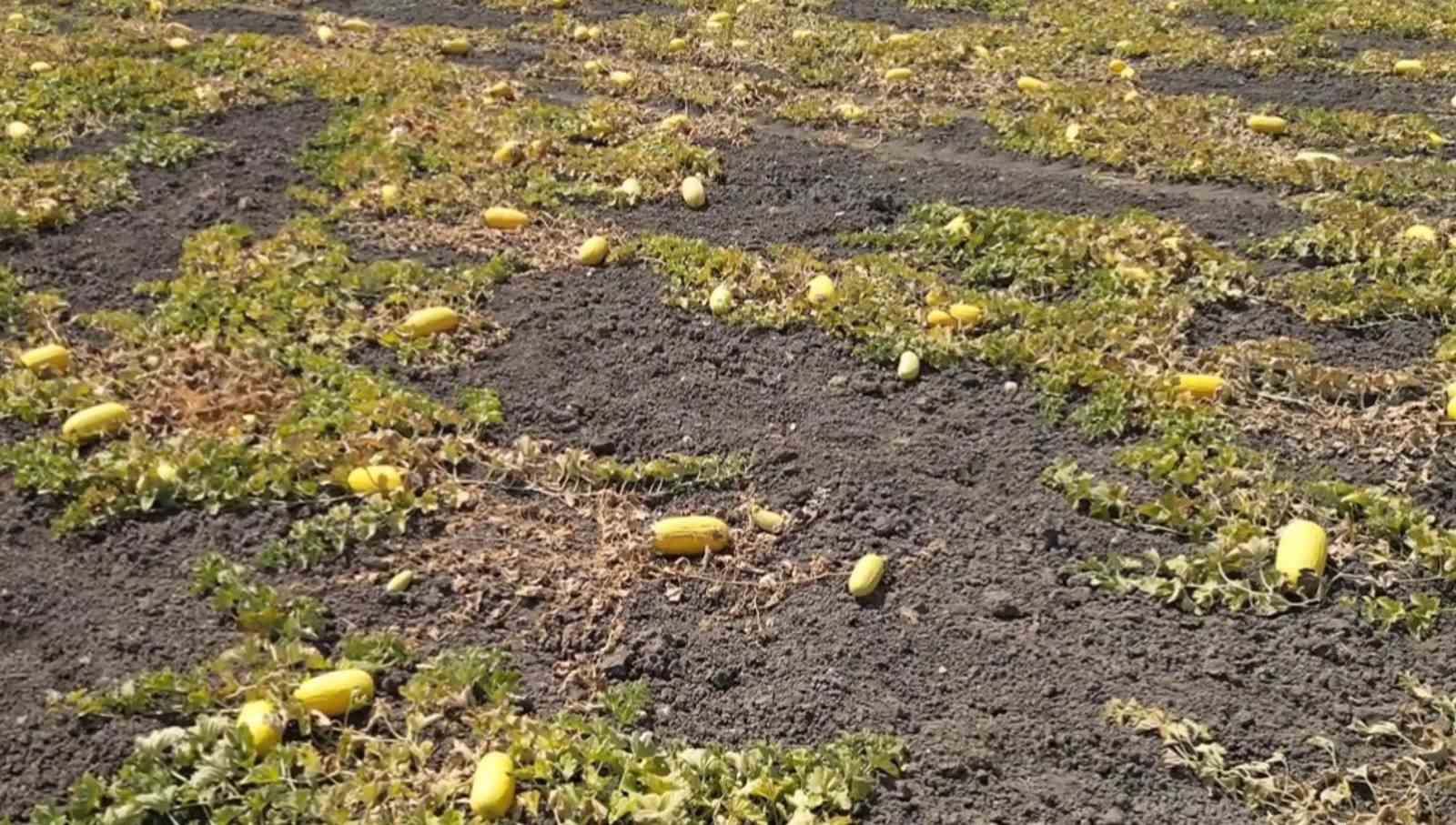 Bekledikçe güzelleşiyor, asıldıkça lezzetleniyor: Çorlu Seymen Kavunu