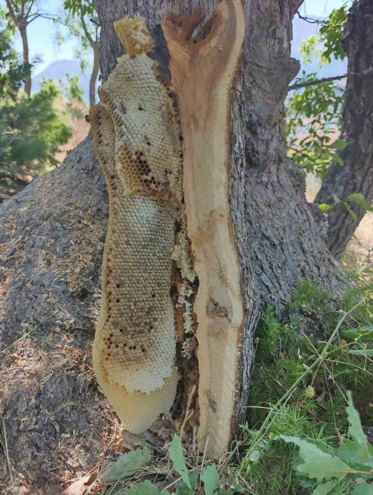 Palu’da ağaç kovuğundan petek petek bal çıktı