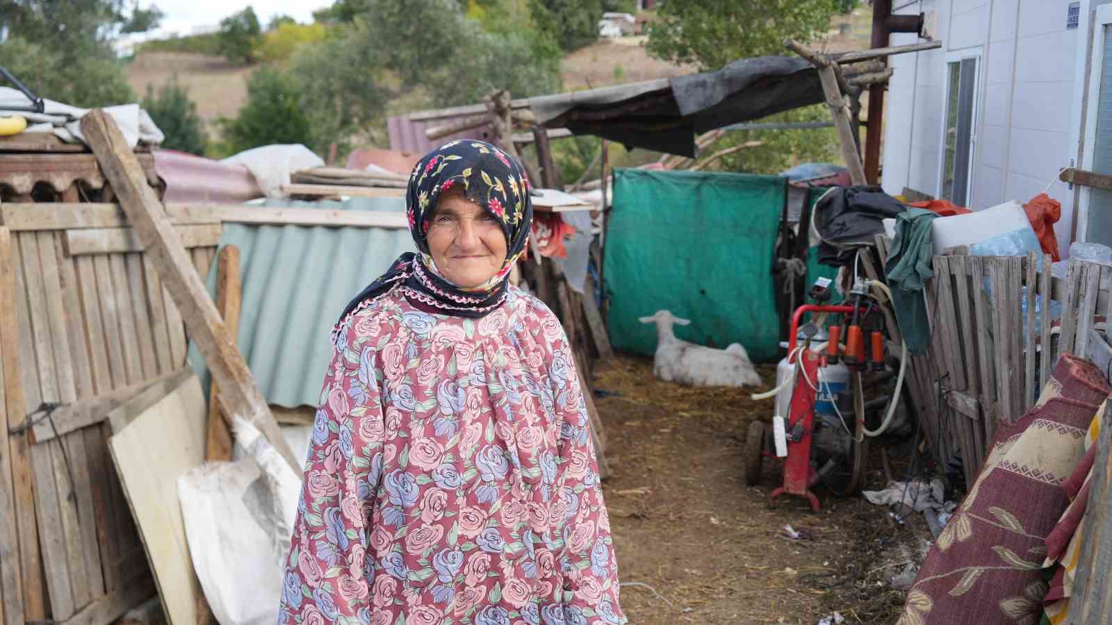 Arnavutköy’de köpeklerin saldırdığı sürüde 3 hayvan telef oldu, 9’u yaralandı