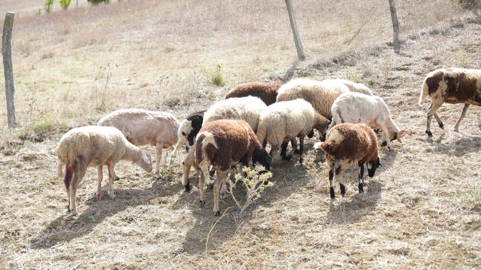 Arnavutköy’de köpeklerin saldırdığı sürüde 3 hayvan telef oldu, 9’u yaralandı