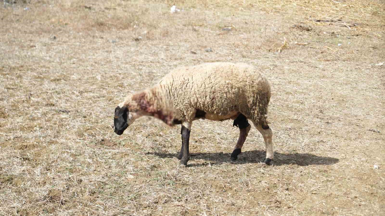 Arnavutköy’de köpeklerin saldırdığı sürüde 3 hayvan telef oldu, 9’u yaralandı