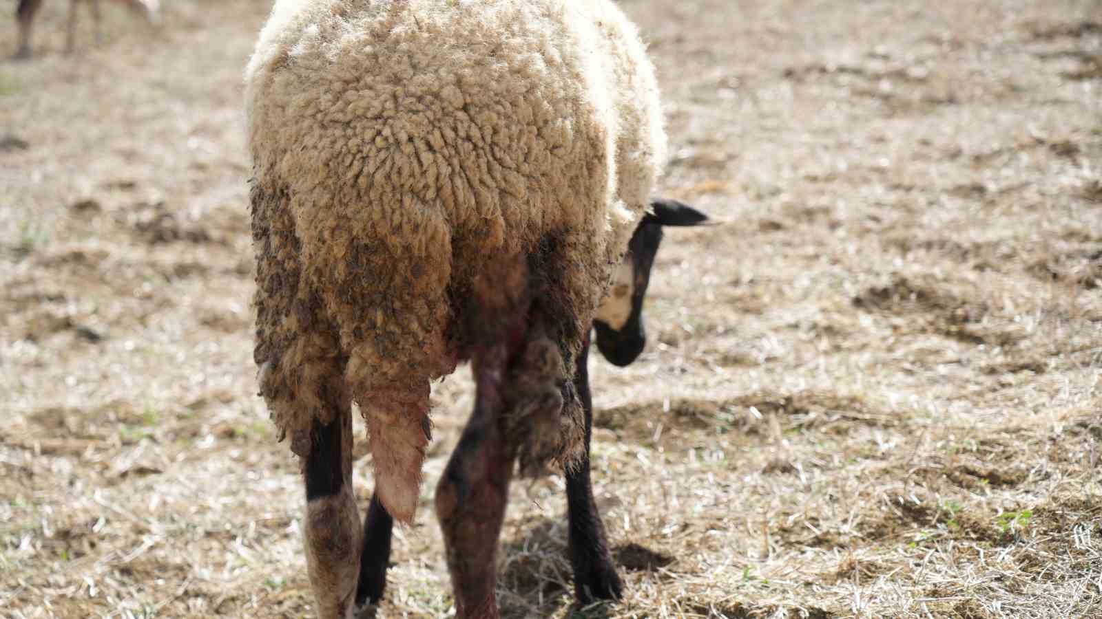 Arnavutköy’de köpeklerin saldırdığı sürüde 3 hayvan telef oldu, 9’u yaralandı