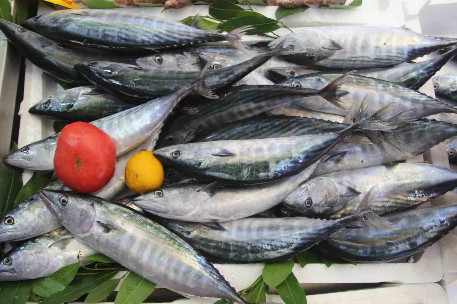 Palamut bolluğu tezgahlara yansıdı: 600 gram balık 100 lira