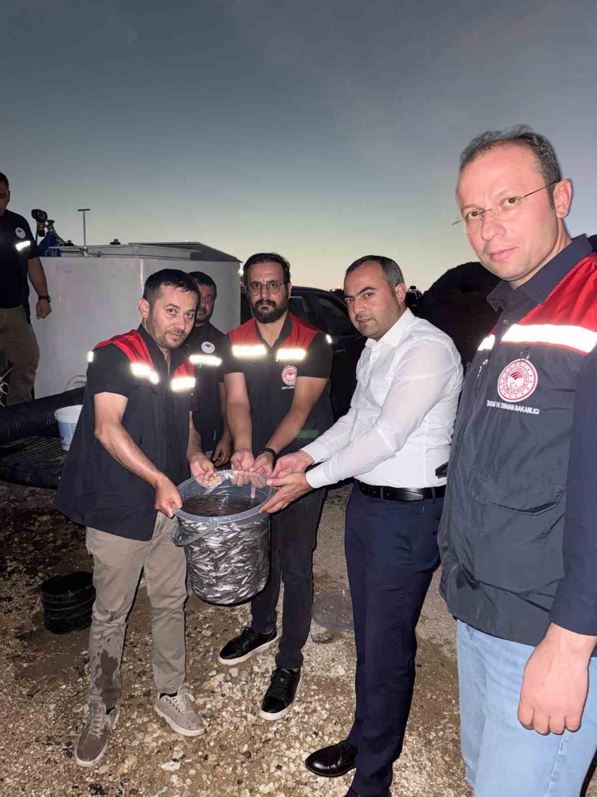Mardin Ilısu Barajına 1 milyon şabut balığı bırakıldı