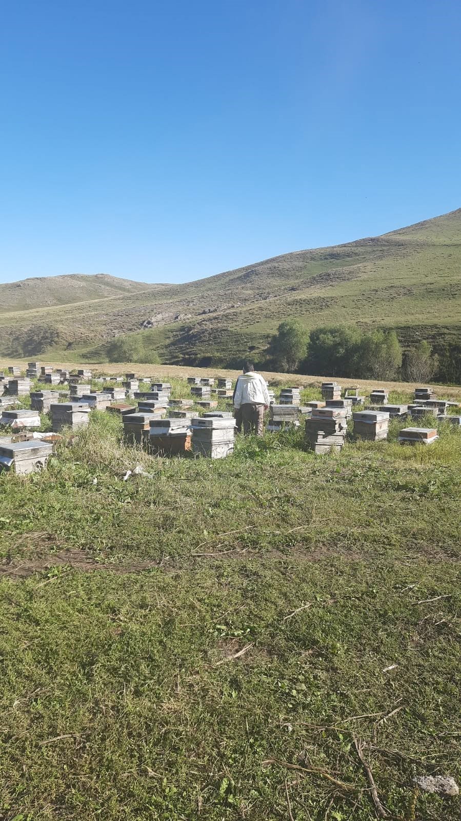 Kars’ta arıcılığa güç, üretime destek: Kovan başına 250 TL’ye kadar destek