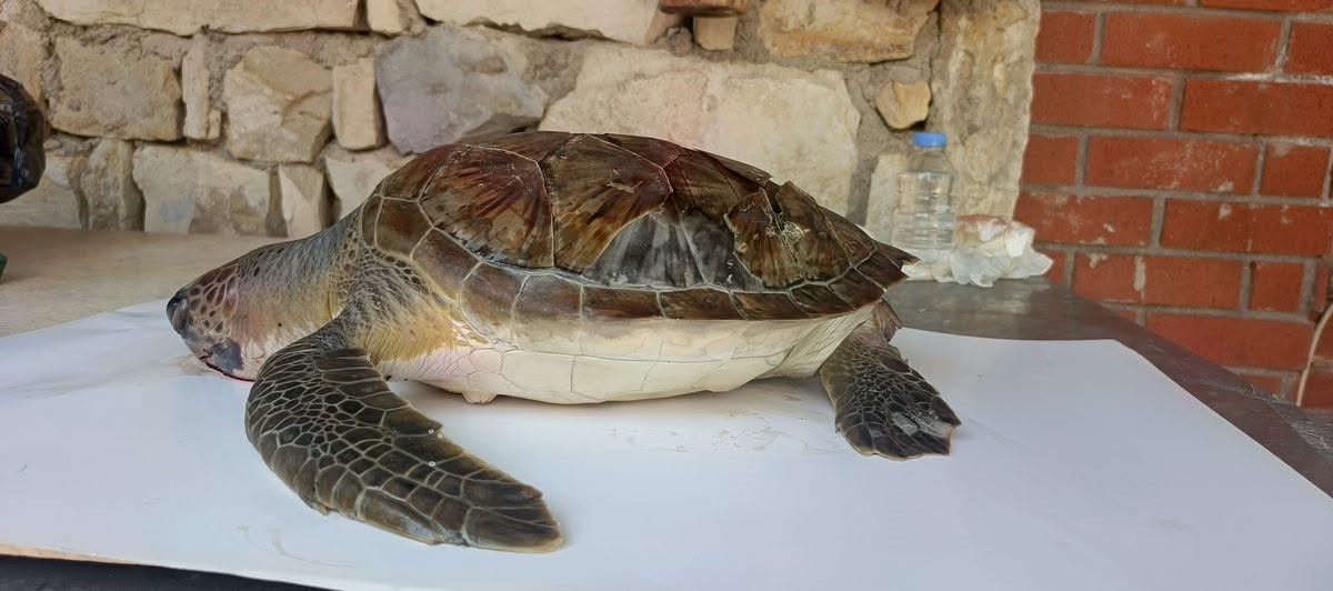 Kuşadası Körfezi’nde 4 deniz kaplumbağası ölü bulundu