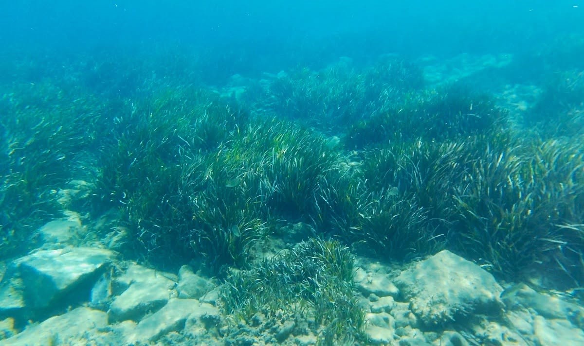 Kuşadası Körfezi’nde 4 deniz kaplumbağası ölü bulundu