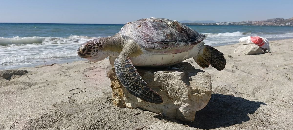 Kuşadası Körfezi’nde 4 deniz kaplumbağası ölü bulundu