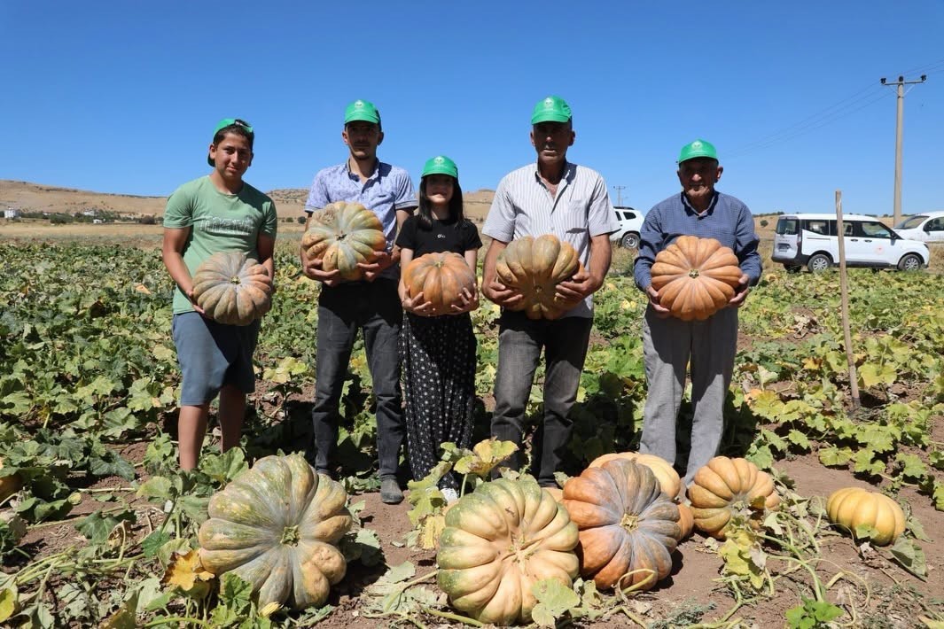 Elazığ’da kabak hasadı başladı: 4 bin tonun üzerinde rekolte bekleniyor