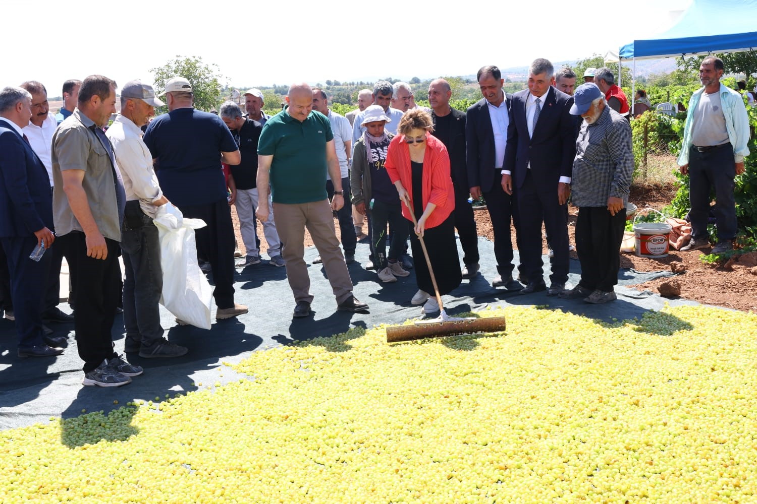 Gölbaşı’nda bağ bozumu heyecanı başladı