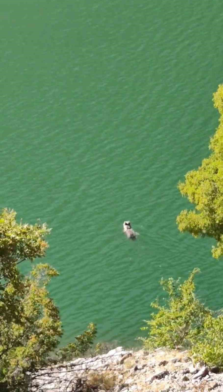 Derin sularda karşıya geçmeye çalışan ayı görüntülendi