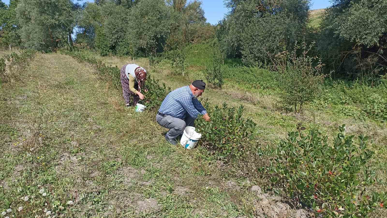 Emekli çiftin aronya bahçesi alternatif tarıma örnek oluyor