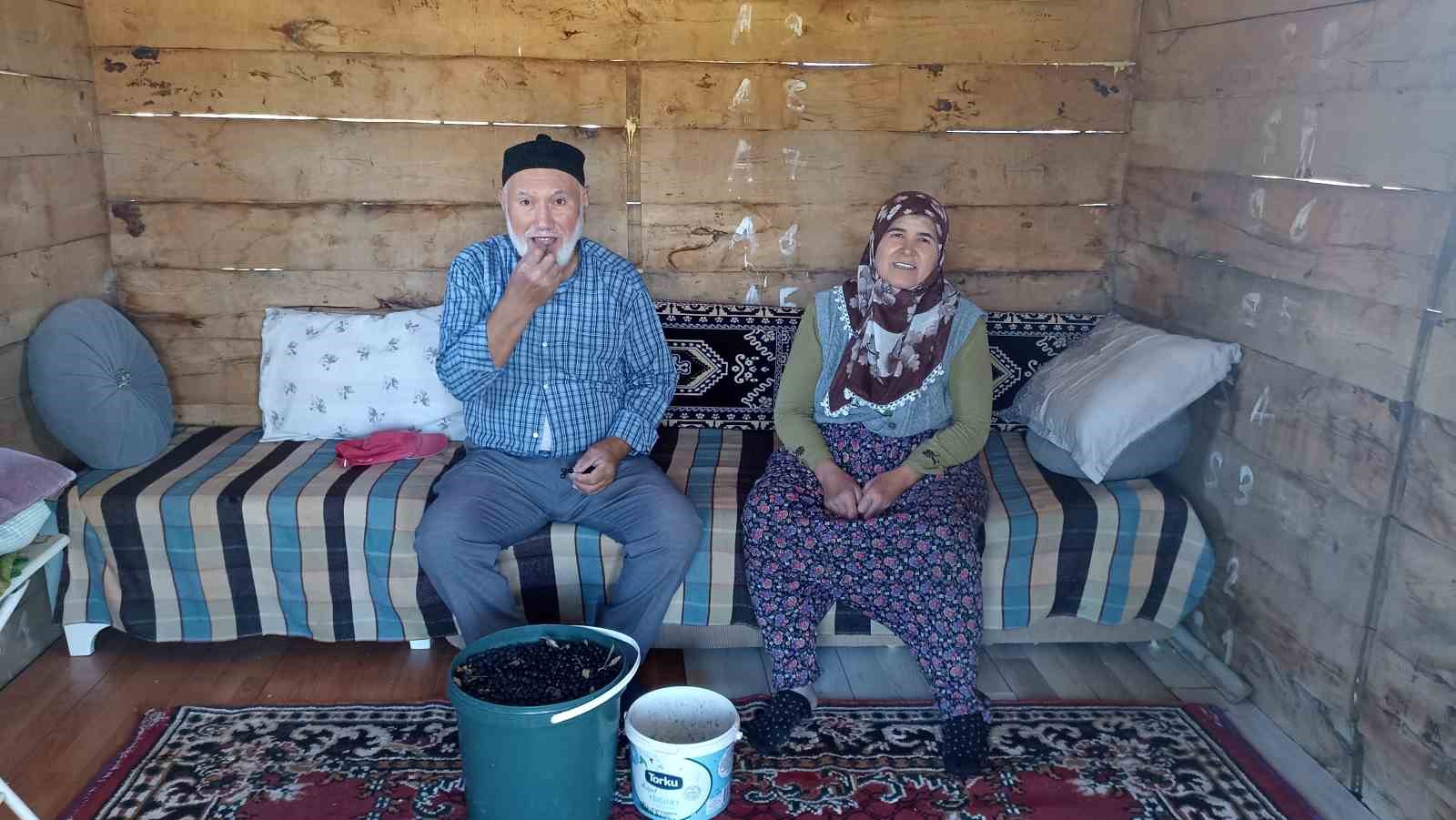 Emekli çiftin aronya bahçesi alternatif tarıma örnek oluyor
