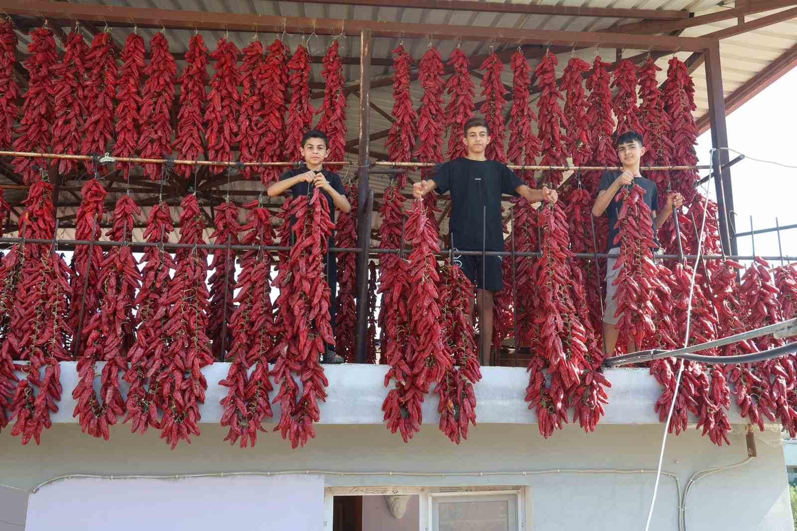 Kavurucu sıcakta tek tek ipe dizilen dolmalık acı biberler, mahalledeki balkonları kırmızıya bürüdü