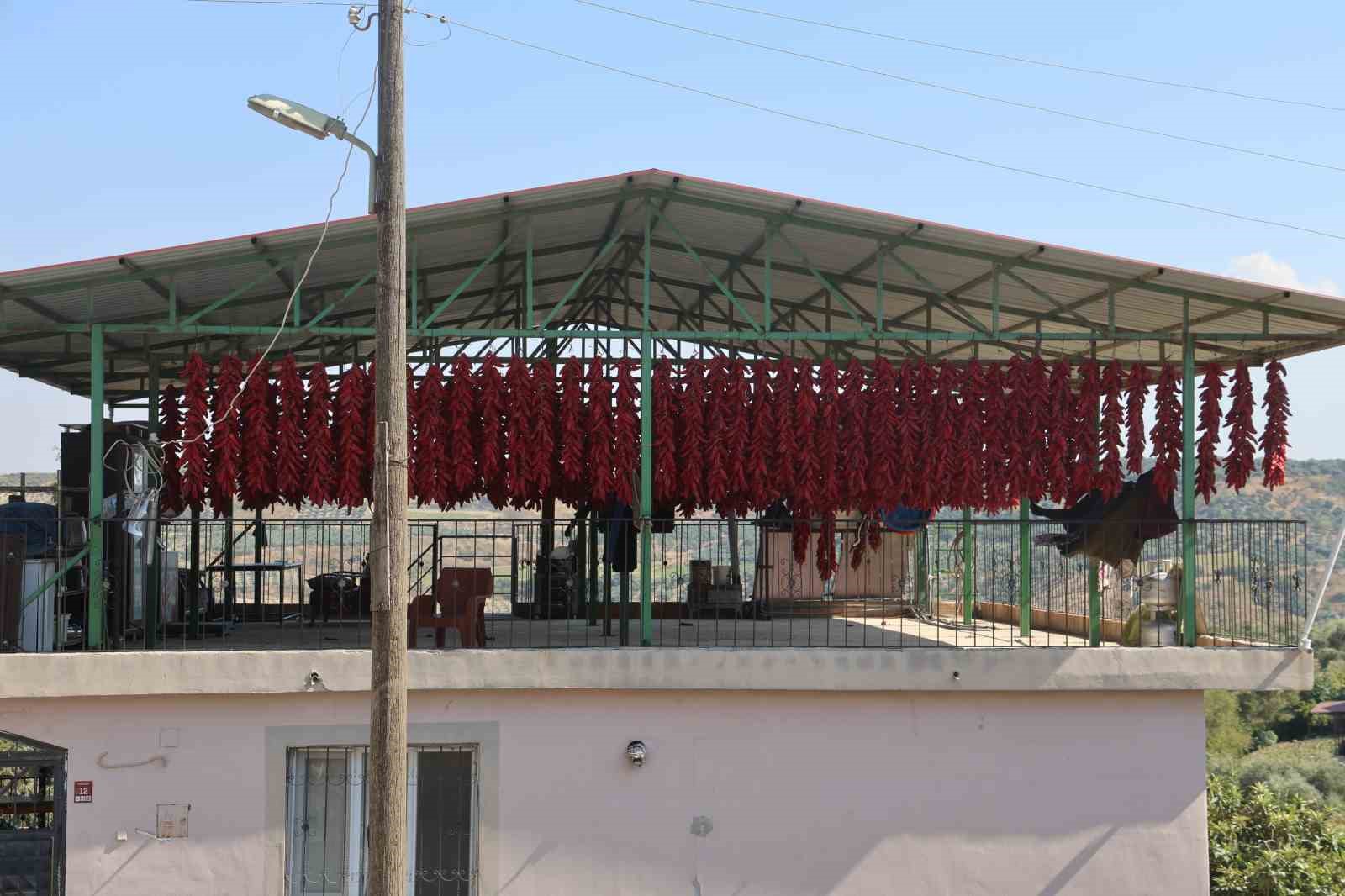 Kavurucu sıcakta tek tek ipe dizilen dolmalık acı biberler, mahalledeki balkonları kırmızıya bürüdü