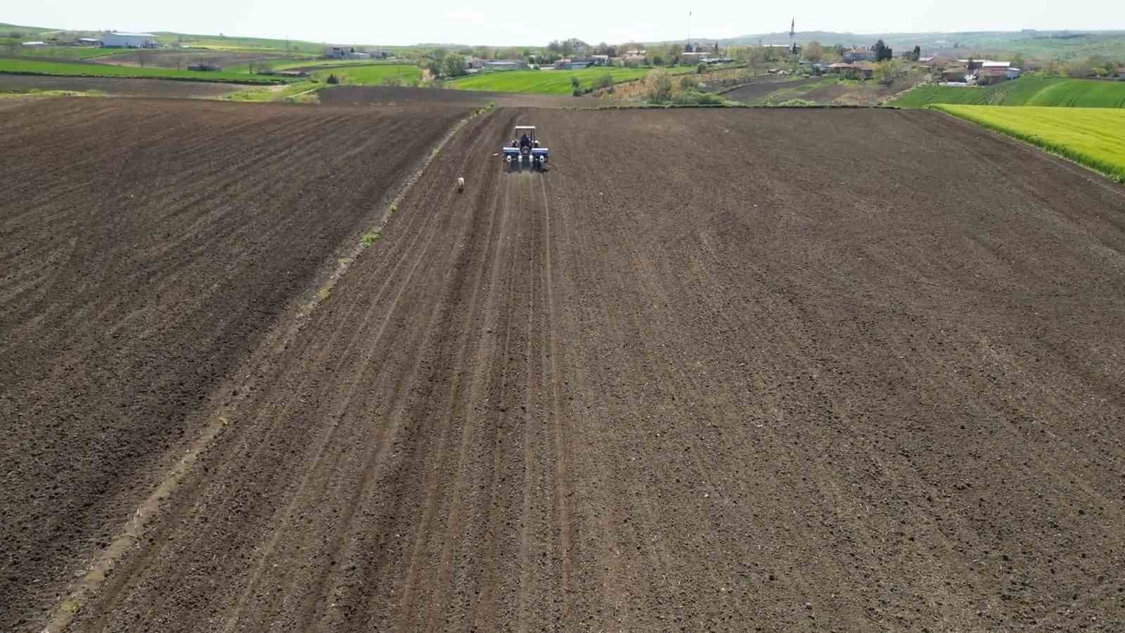 Tohumdan hasada: Ayçiçeğinin bir sezonluk yolculuğu