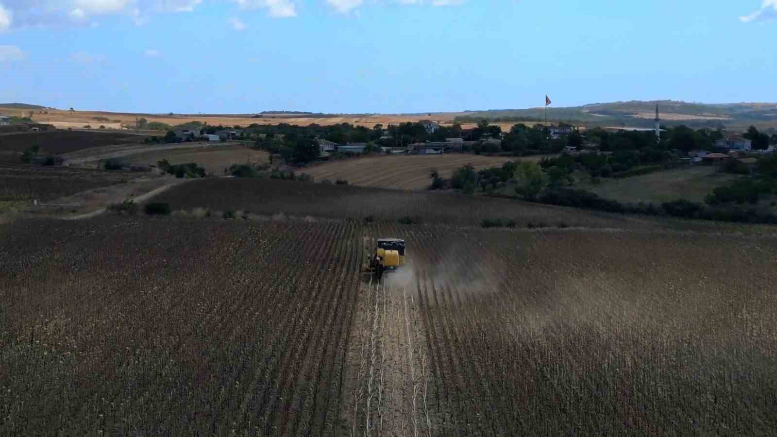 Tohumdan hasada: Ayçiçeğinin bir sezonluk yolculuğu