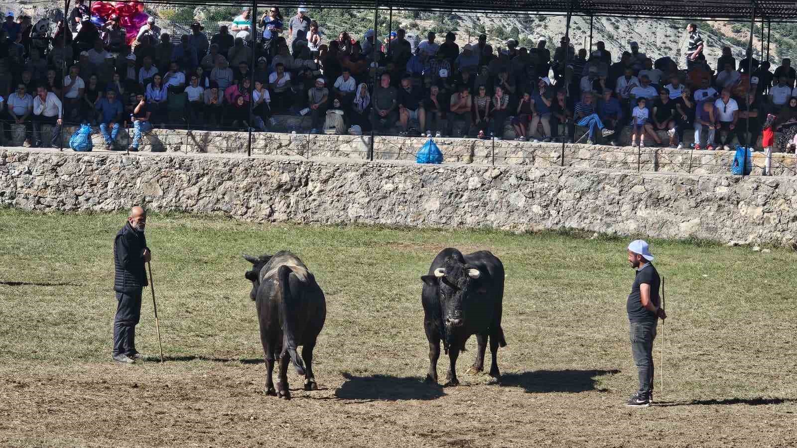 Artvin’de 250 metre yükseklikteki arenada yılın son boğa güreşleri yapıldı