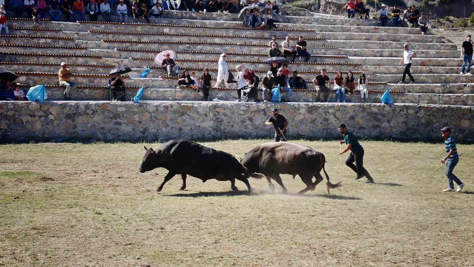 Artvin’de 250 metre yükseklikteki arenada yılın son boğa güreşleri yapıldı