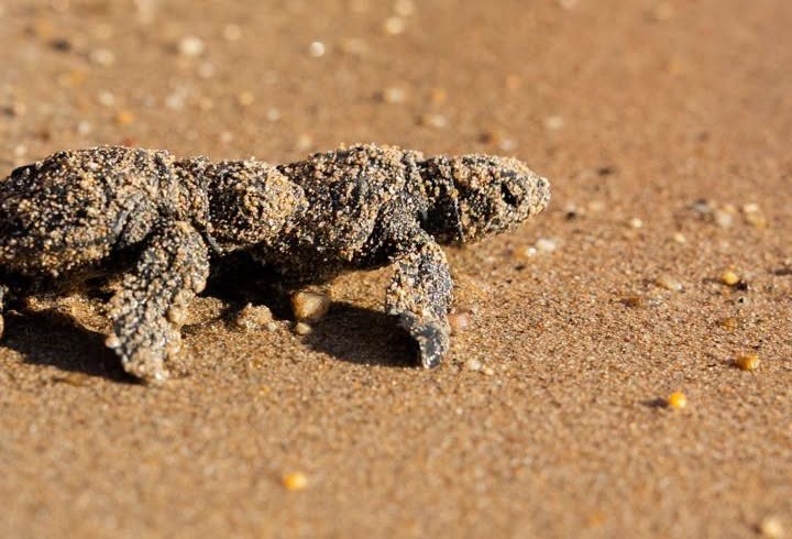 Didim’de Caretta caretta yuvasından 82 yavru denize ulaştı