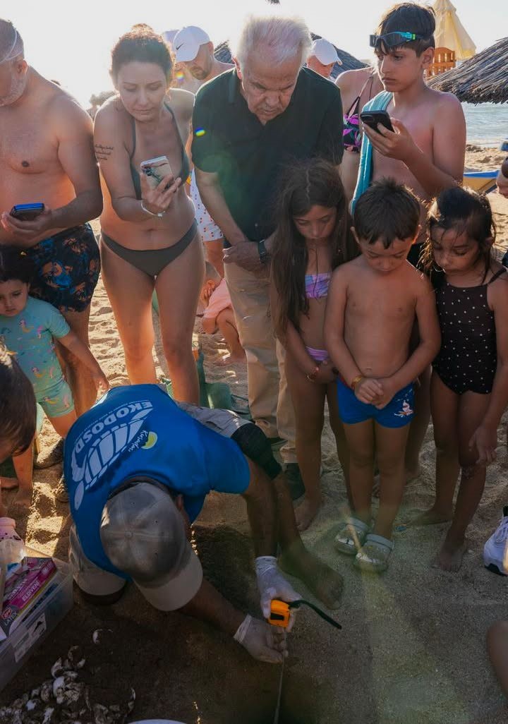 Didim’de Caretta caretta yuvasından 82 yavru denize ulaştı