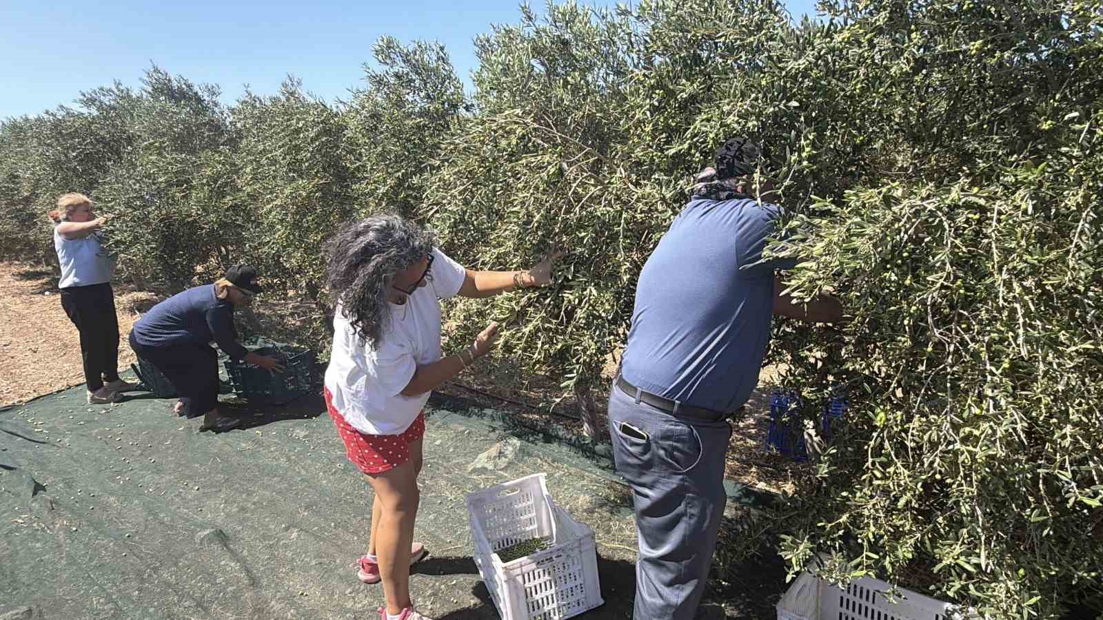 Bozcaada’da ilk kez zeytinyağı üretimi yapıldı