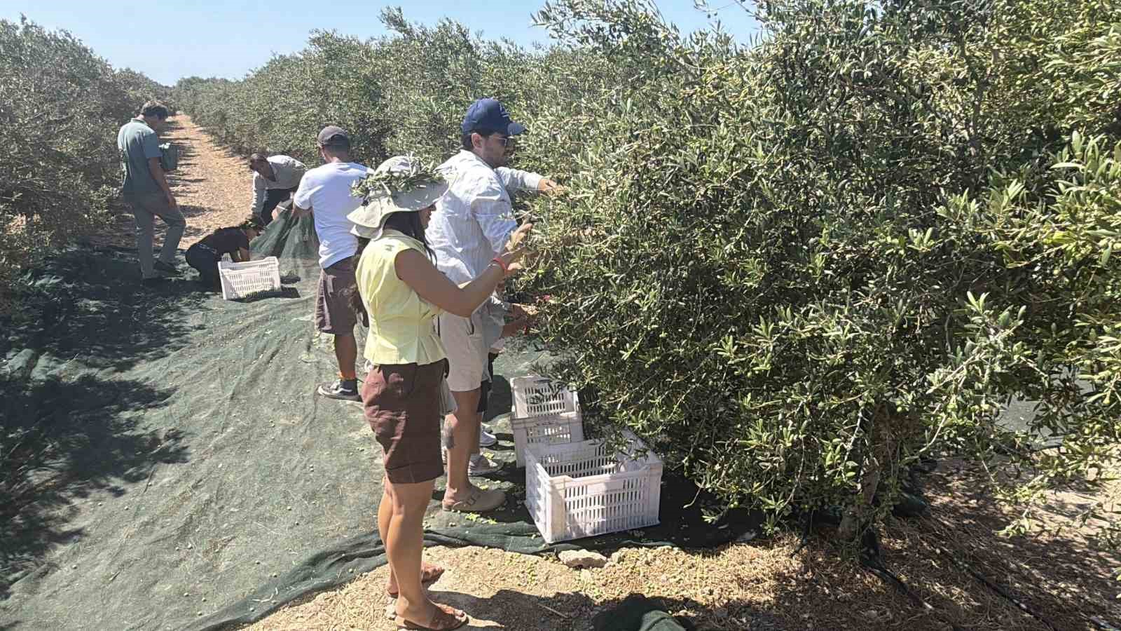 Bozcaada’da ilk kez zeytinyağı üretimi yapıldı