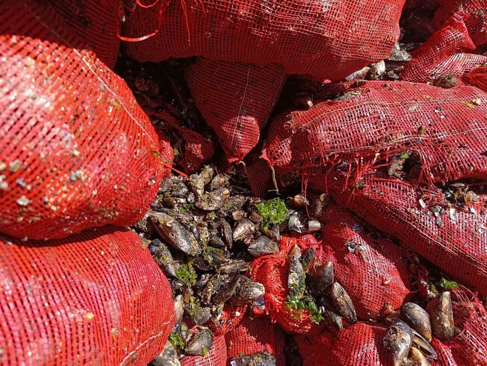 Bursa’da 8 ton midye ele geçirildi