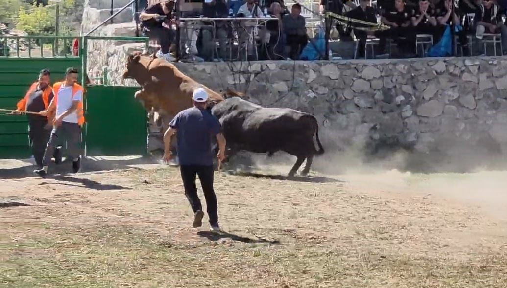 Rakibinden kaçan 600 kiloluk boğa olimpiyat sporcularına taş çıkardı