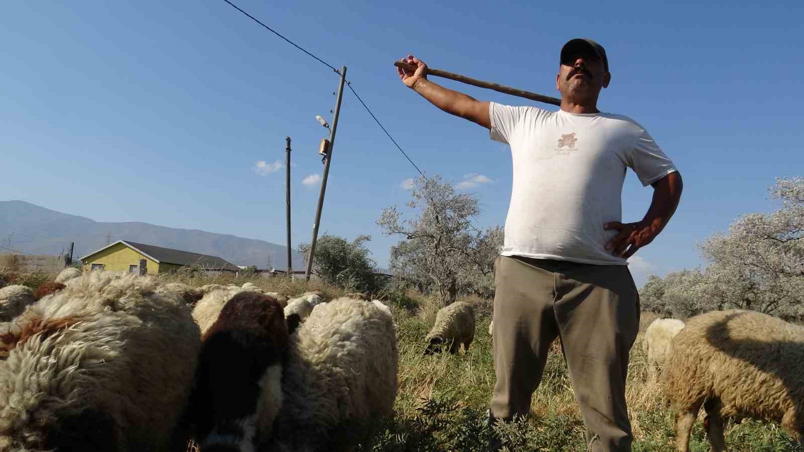 Maaşlarıyla gündem olan çobanlar, günde litrelerce su tüketerek kavurucu sıcakta mesaiyi sürdürüyor