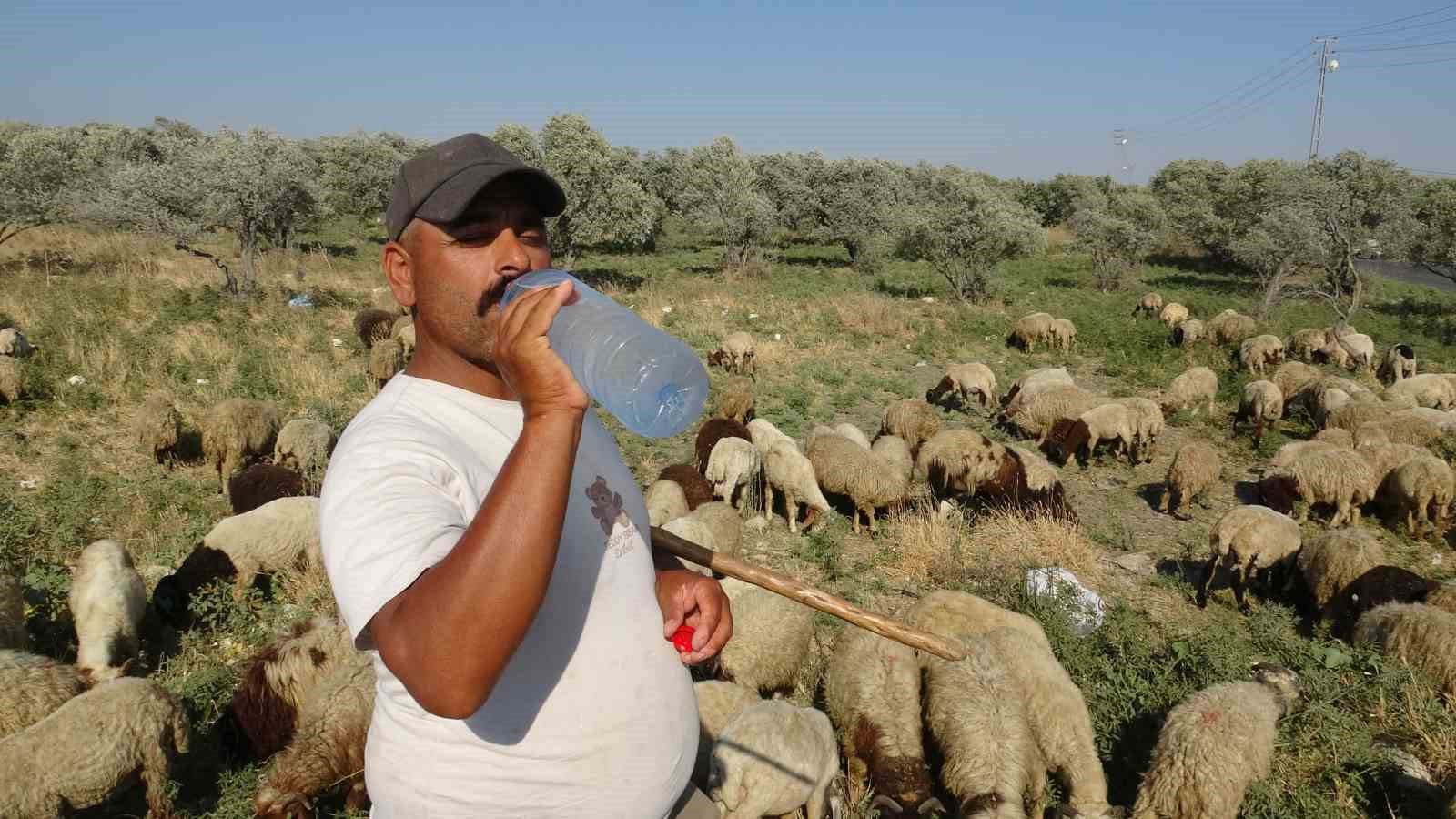 Maaşlarıyla gündem olan çobanlar, günde litrelerce su tüketerek kavurucu sıcakta mesaiyi sürdürüyor