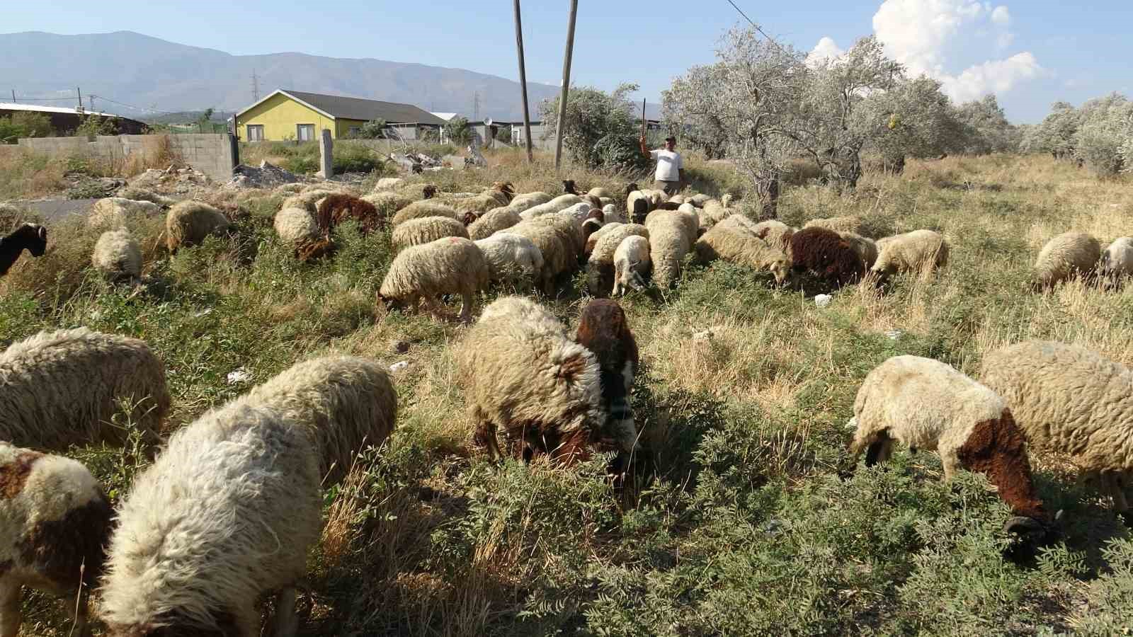 Maaşlarıyla gündem olan çobanlar, günde litrelerce su tüketerek kavurucu sıcakta mesaiyi sürdürüyor