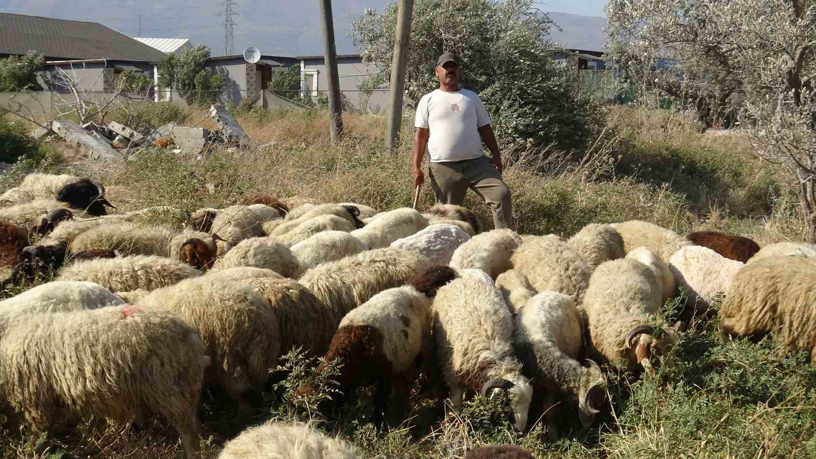 Maaşlarıyla gündem olan çobanlar, günde litrelerce su tüketerek kavurucu sıcakta mesaiyi sürdürüyor