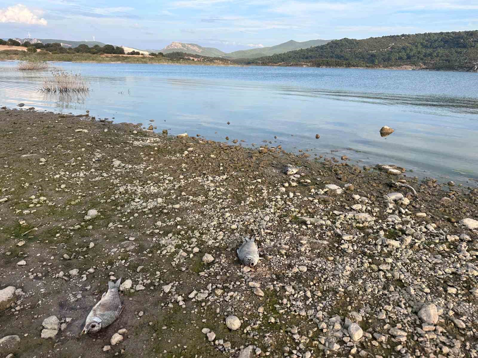 Ayvacık Barajı’nda toplu balık ölümleri