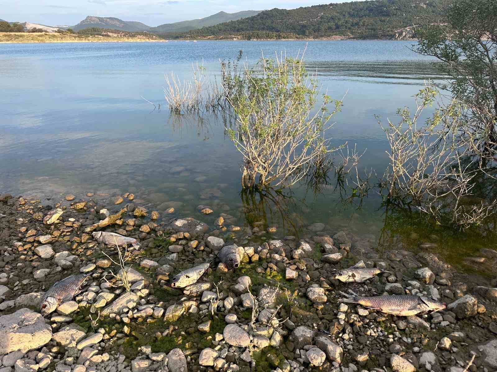 Ayvacık Barajı’nda toplu balık ölümleri