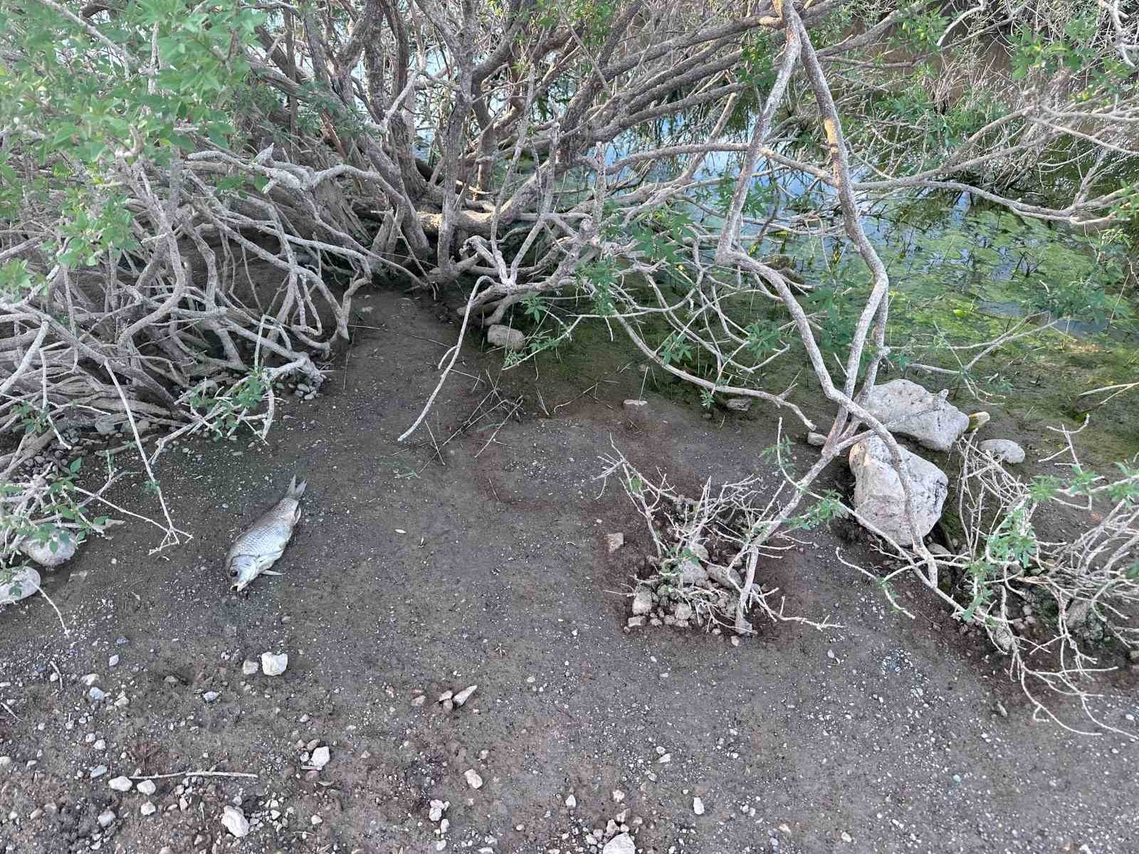 Ayvacık Barajı’nda toplu balık ölümleri