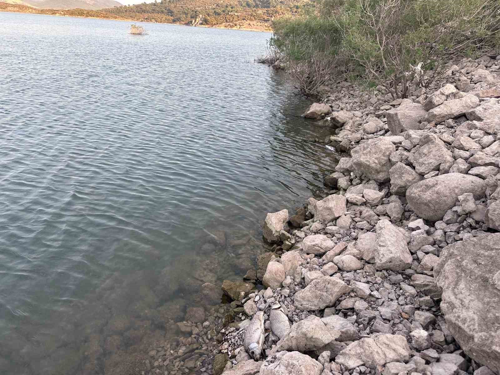 Ayvacık Barajı’nda toplu balık ölümleri