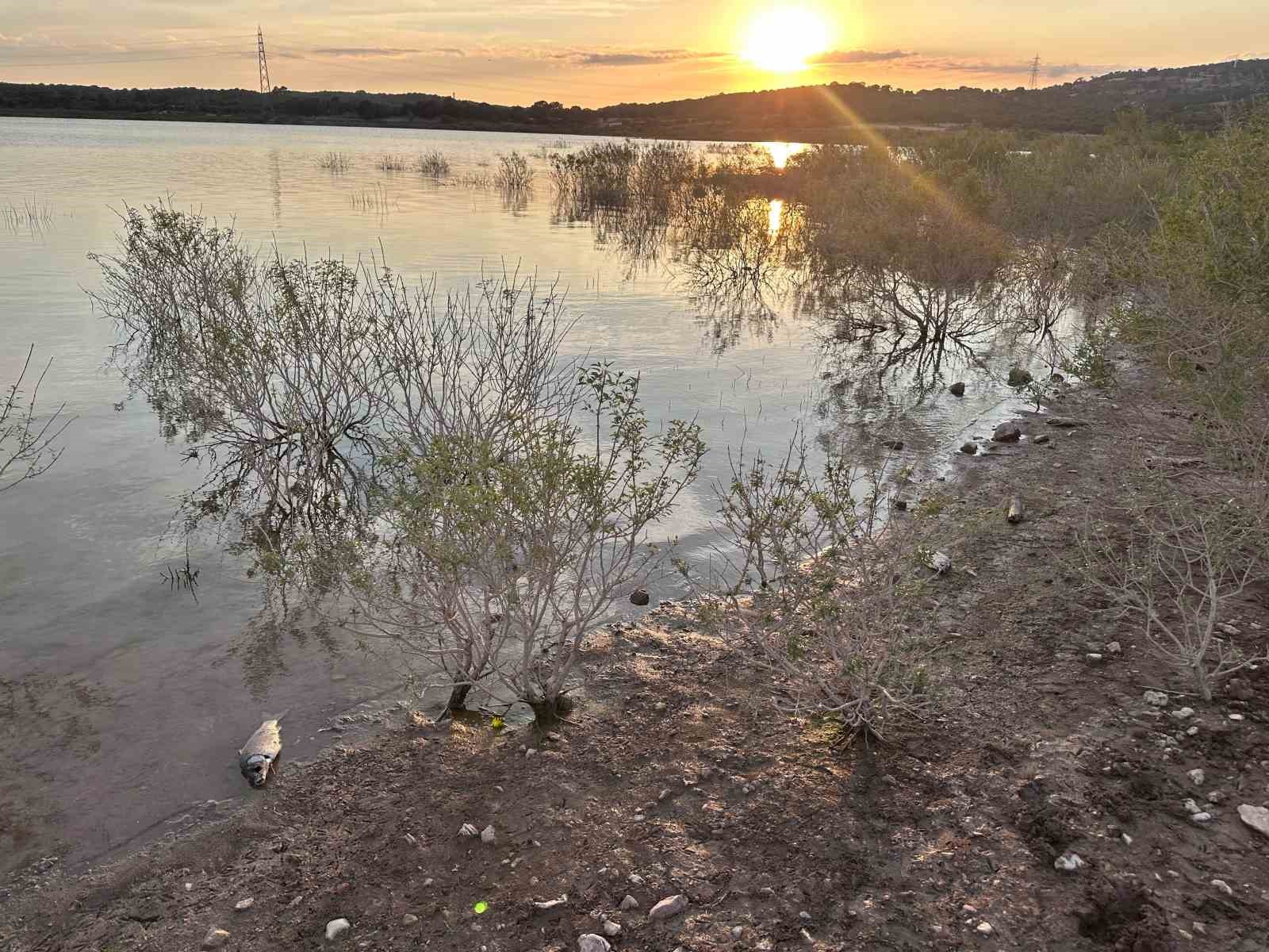 Ayvacık Barajı’nda toplu balık ölümleri