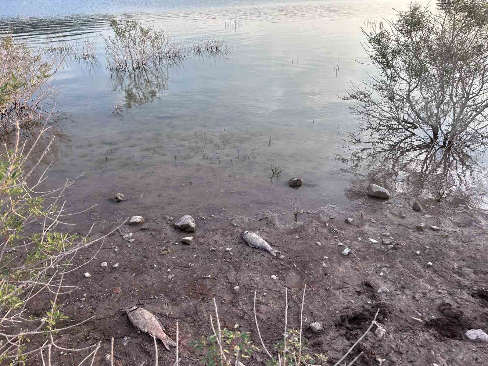 Ayvacık Barajı’nda toplu balık ölümleri
