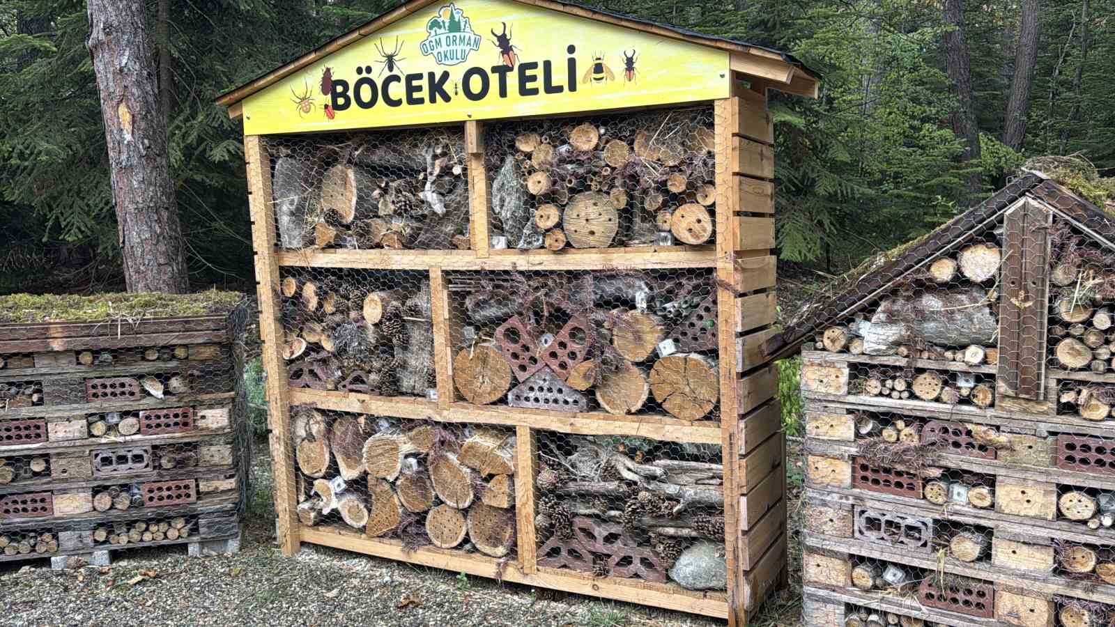 Türkiye’de bir ilk: Bolu’da "Orman Okulu" eğitime açıldı